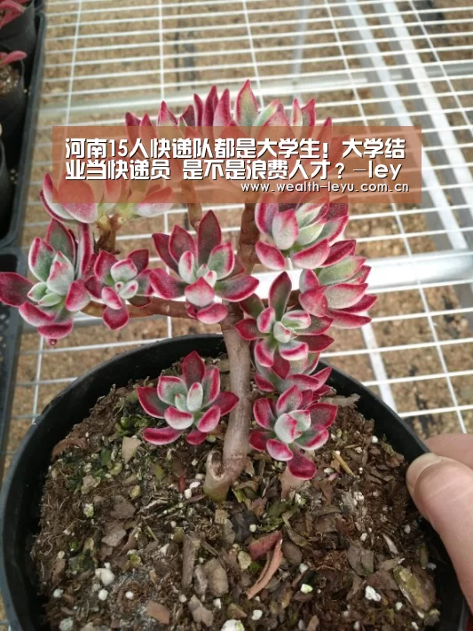 河南15人快递队都是大学生!大学结业当快递员 是不是浪费人才?-leyu体育官网(图2) 乐鱼体育App下载